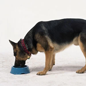 German Shepherd dog feeding from pet bowl