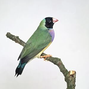Gouldian finch (Erythrura gouldiae) perching on a branch, side view
