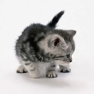 Grey kitten looking to the side