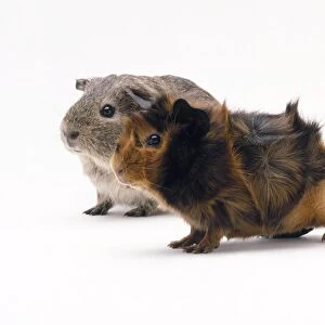 Two guinea pigs, one grey-brown and the other orange-black