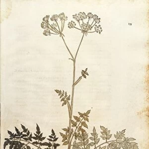 Hogs fennel - Peucedanum cervaria (Dauci tertium genus) by Leonhart Fuchs from De historia stirpium commentarii insignes (Notable Commentaries on the History of Plants) colored engraving, 1542