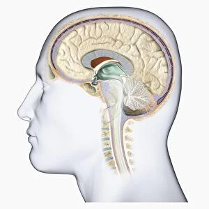 Human brain, cross-section, side view