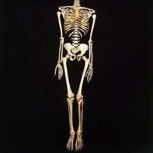 Human skeleton, front view