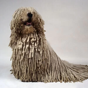 A Komondor with a thick heavy white or cream corded coat, sitting on its haunches