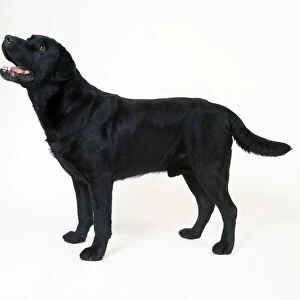 Labrador retriever: black dog standing