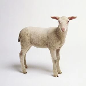 Lamb (Ovis aries) standing, facing forward