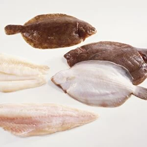 Lemon Sole (top) and Dover Sole (centre right), two Lemon Sole fillets (centre left) and one Haddock fillet (bottom)