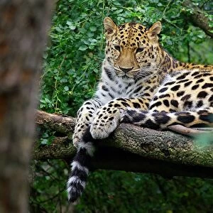 Leopard. Panthera Pardus
