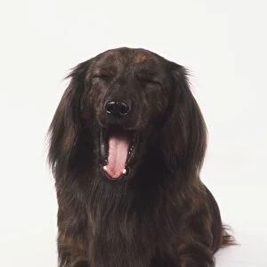 Long-haired Dachshund (Canis familiaris) yawning, front view