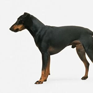 Male Manchester Terrier, standing