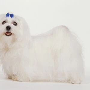 Maltese, small white fluffy dog with blue bow in its fur, side view