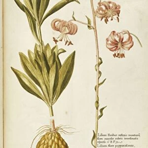 Martagon or Turks cap lily (Lilium superbum), Liliacea by Francesco Peyrolery, watercolor, 1755