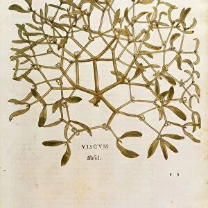 Mistletoe (Viscum album) by Leonhart Fuchs from De historia stirpium commentarii insignes (Notable Commentaries on the History of Plants) colored engraving, 1542