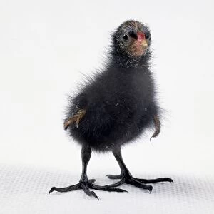 Moorhen chick, standing, front view