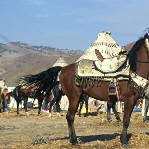 Morocco, Atlas Mountains, barb horse wearing traditional saddle and bridle, in berber camp, side view