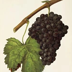 Morrastel-Bouschet grape, illustration by J. Troncy