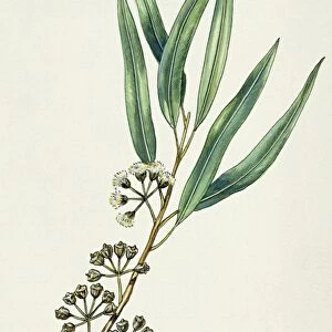 Myrtaceae, Leaves and flowers of River Red Gum Eucalyptus camaldulensis, illustration