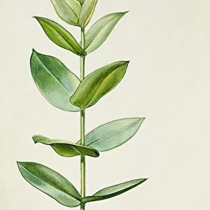 Myrtaceae Young leaves of Blue Gum Eucalyptus globulus, illustration