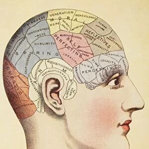 A Phrenological Map Of The Human Brain
