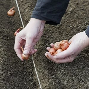 Planting shallot bulbs in trench, close-up