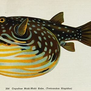 Postcard of Tretraodon hispidus Fish. ca. 1916, 264. Oopuhue Maki-Maki Keke, (Tretraodon Hispidus). FISHES OF HAWAII. The Aquarium at Waikiki, Honolulu, claims the rarest and most beautiful fish in the world. They are odd in shape having all the hues of the rainbow with the tints laid on as if with the brush. No painter can imitate them nor language do them justice. Words are inadequate to accurately portray these exquisite colors and weird shapes