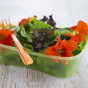 Purple and green lettuce, nasturtium flower and fork in plastic container on wooden table, close-up