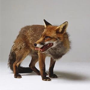 A Red Fox (Vulpes vulpes) with its tongue out, profile view