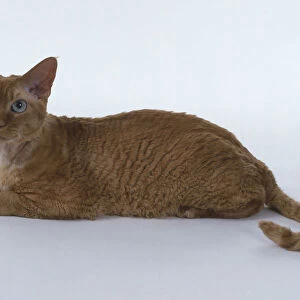 Red Silver Tabby Devon Rex cat with long, muscular hind legs, lying down