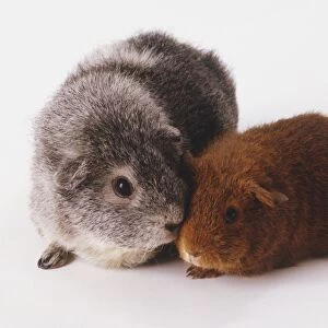 Two Rex Guinea Pigs (Cavia porcellus), one ruby coloured and the other grey, with their heads together