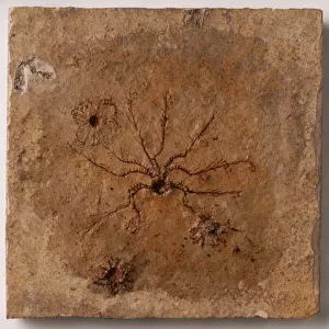 Saccocoma, or Feather Star: A fossilised stemless feather star, Saccocoma tenellum (Goldfuss), which is commonly found in Solnhofen Limestone