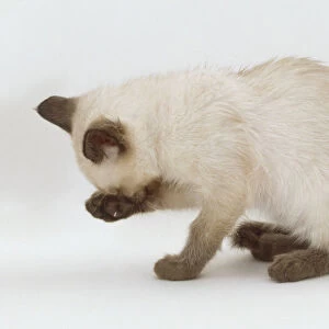Siamese kitten cleaning its face with its paw