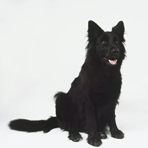 Sitting Black German Shepherd Dog (Canis familiaris), front view