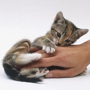 A small kitten playing with a womans hand