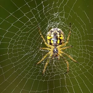 Spider. Mangora Acalypha