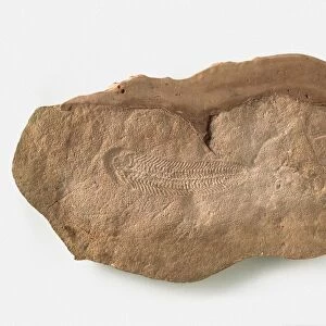 Spriggina fossil, leaf-like Impression on sandstone, late Precambrian era