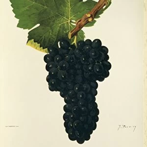 Syrah grape, illustration by J. Troncy