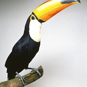 A Toco toucan, Ramphastos toco, sitting on a branch with large yellow beak in the air