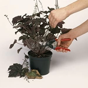 Using secateurs to remove leaves from pot plant