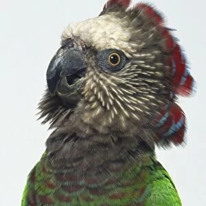 Front view of a Red-Fan Parrot perching on a branch, showing the elongated crest feathers partially raised, head in profile showing the hooked bill, staring eye, blue-edged breast feathers, and long, broad tail. Also known as the Hawk-headed parrot