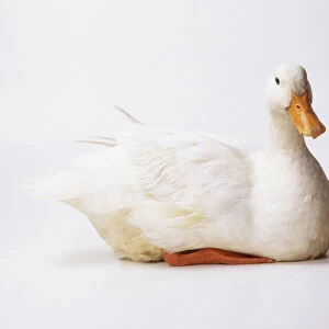 Side view of a sitting White Duck (Anatidae), facing forward