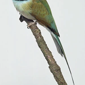 Side view of a White-Throated Bee-Eater with head in profile, perching on a branch, showing the thin, downcurved bill, black-and-white striped head and throat, long, narrow wings, and two elongated central tail feathers