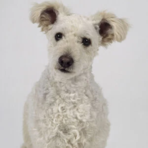 White Pumi dog, looking at camera, close-up, front view