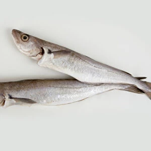 Two whiting fishes on white background