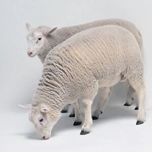 Two Young Sheep (Ovis aries) standing side by side, side view