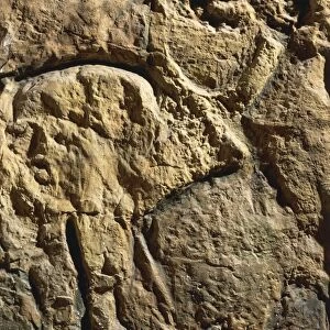 Zoomorphic relief depicting ox, from Tarxien megalithic temple