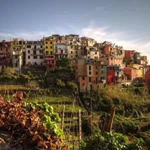 Corniglia colourful old town on cliff sunset view