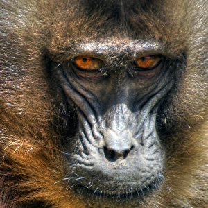 Gelada baboon face close up and eye contact