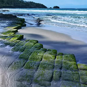 Moss covered rock formation at beach, Tessellated Pavement, Tasmania