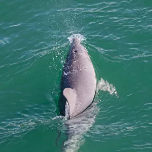 Wild Bottlenose dolphin (tursiops truncatus) - Mandurah canals, Western Australia