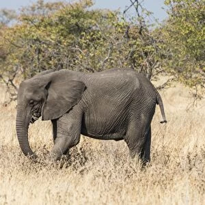 African Elephant -Loxodonta africana- feeding, Etosha National Park, Namibia